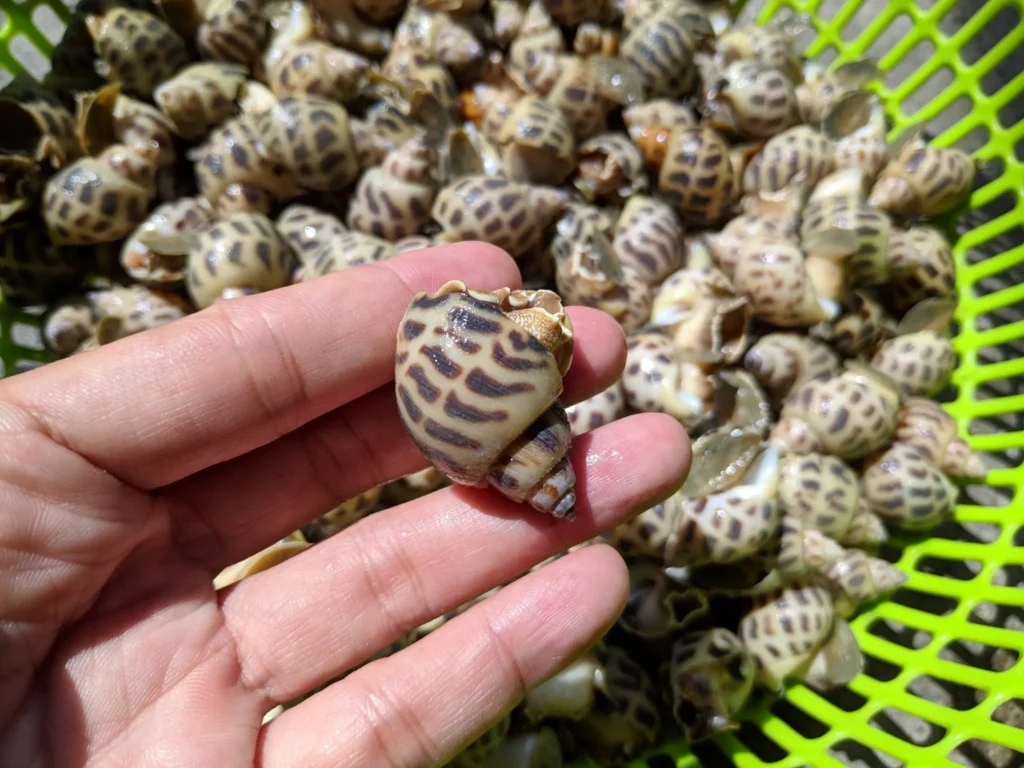 Ốc hương